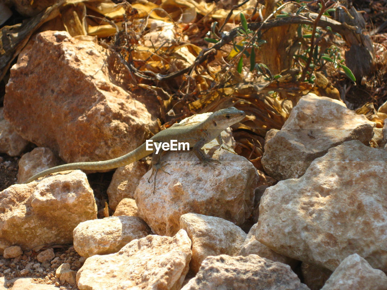 CLOSE-UP OF CRAB ON ROCK