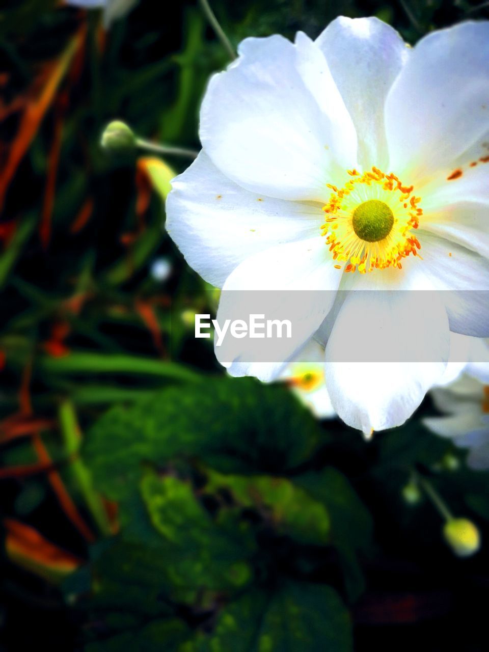 CLOSE-UP OF WHITE FLOWERING PLANTS