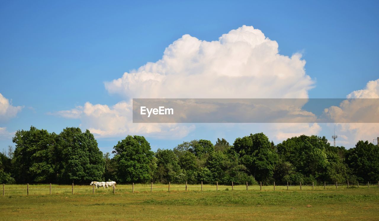 PANORAMIC VIEW OF GREEN LANDSCAPE