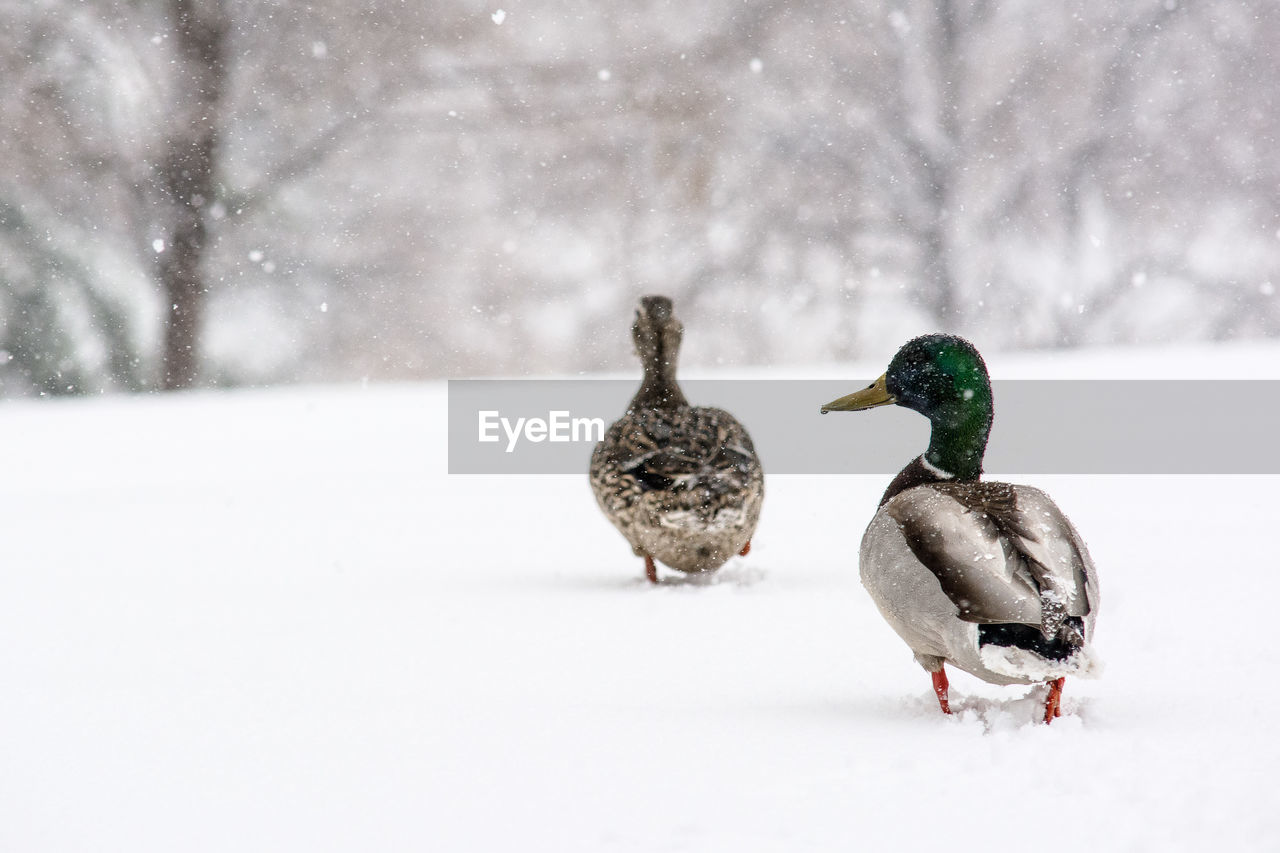 BIRDS ON SNOW