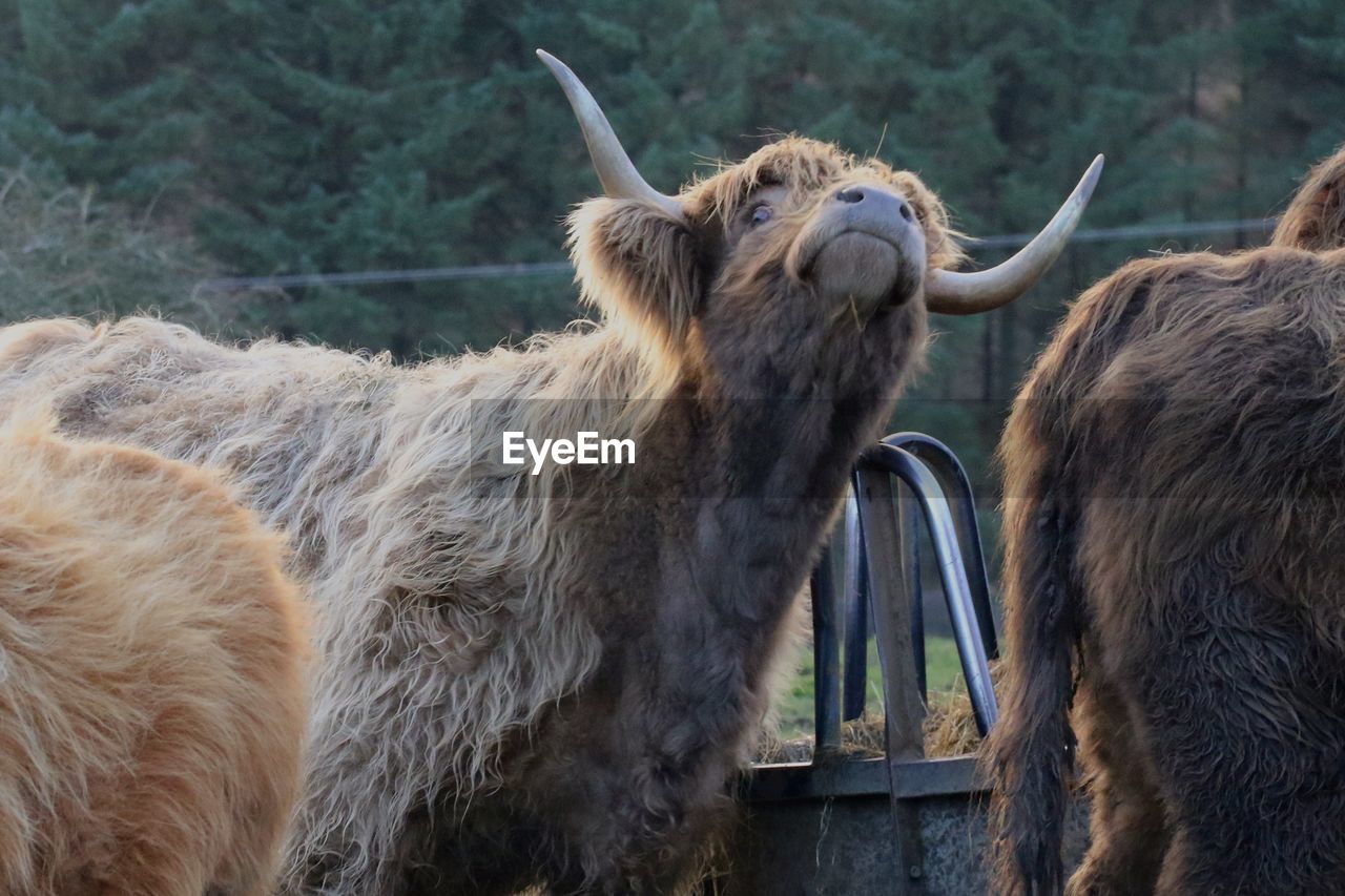 Highland cows in a farm