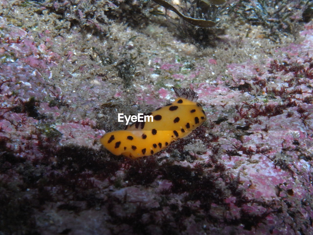 Yellow colored nudibranch with black dots-black spot jorunna-jorunna sp in sydney, australia