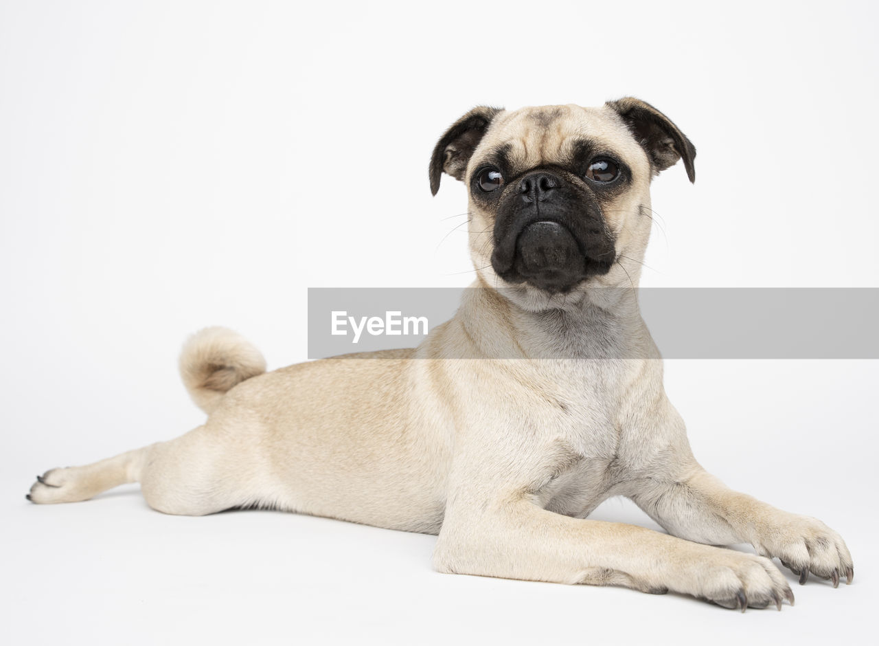 Portrait of pug lying down against white background