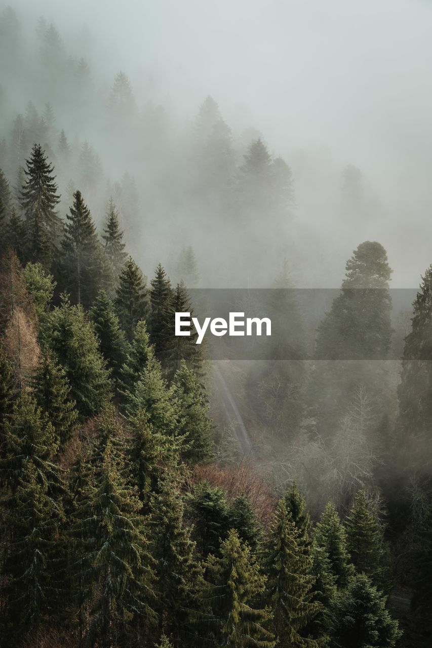 Pine trees in forest during foggy weather