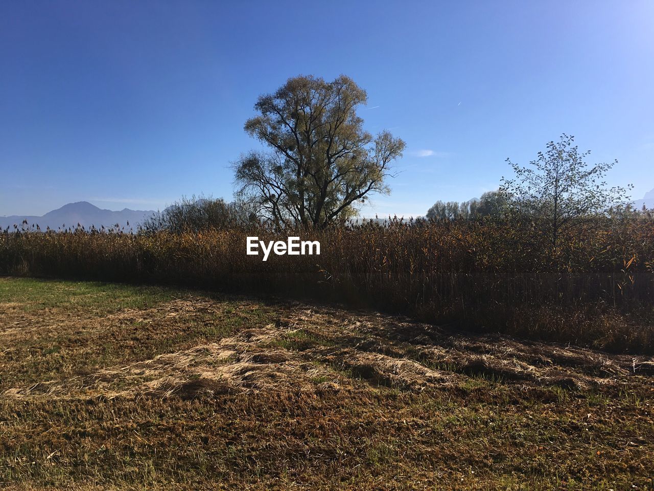 SCENIC VIEW OF FIELD AGAINST CLEAR SKY