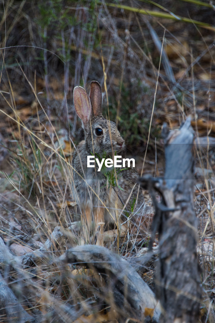 Rabbit on field