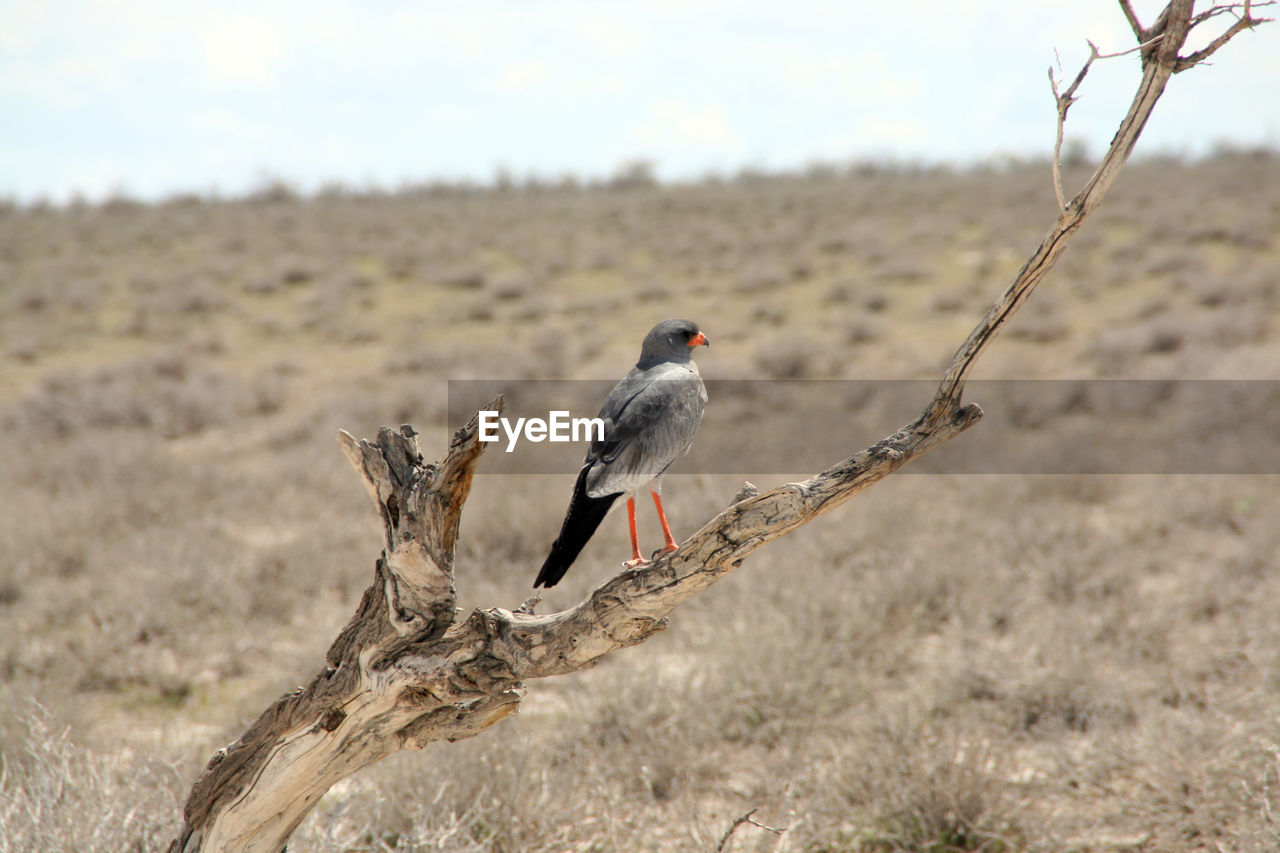 Bird perching on dead plant against sky