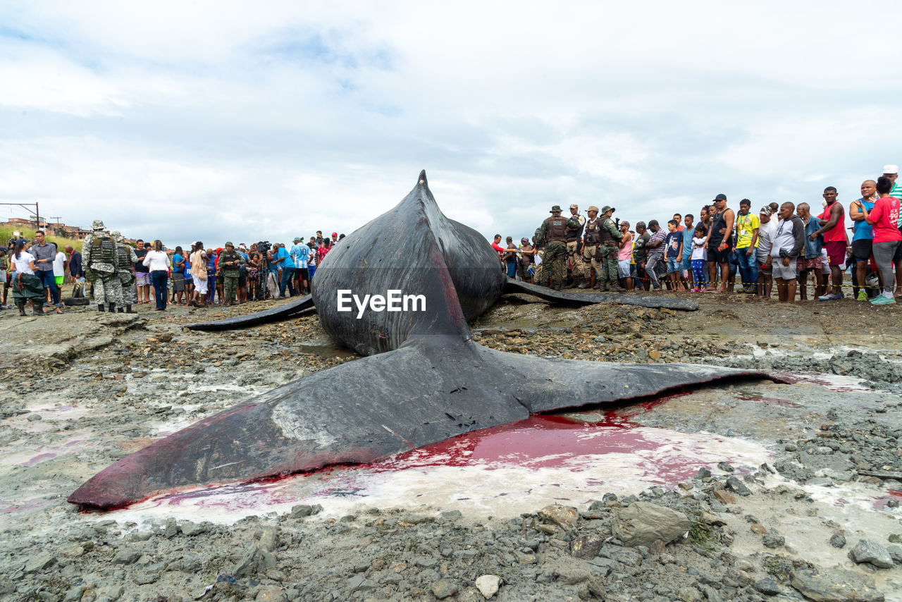  rear view of a dead humpback whale calf on coutos beach in the city of salvador, bahia.