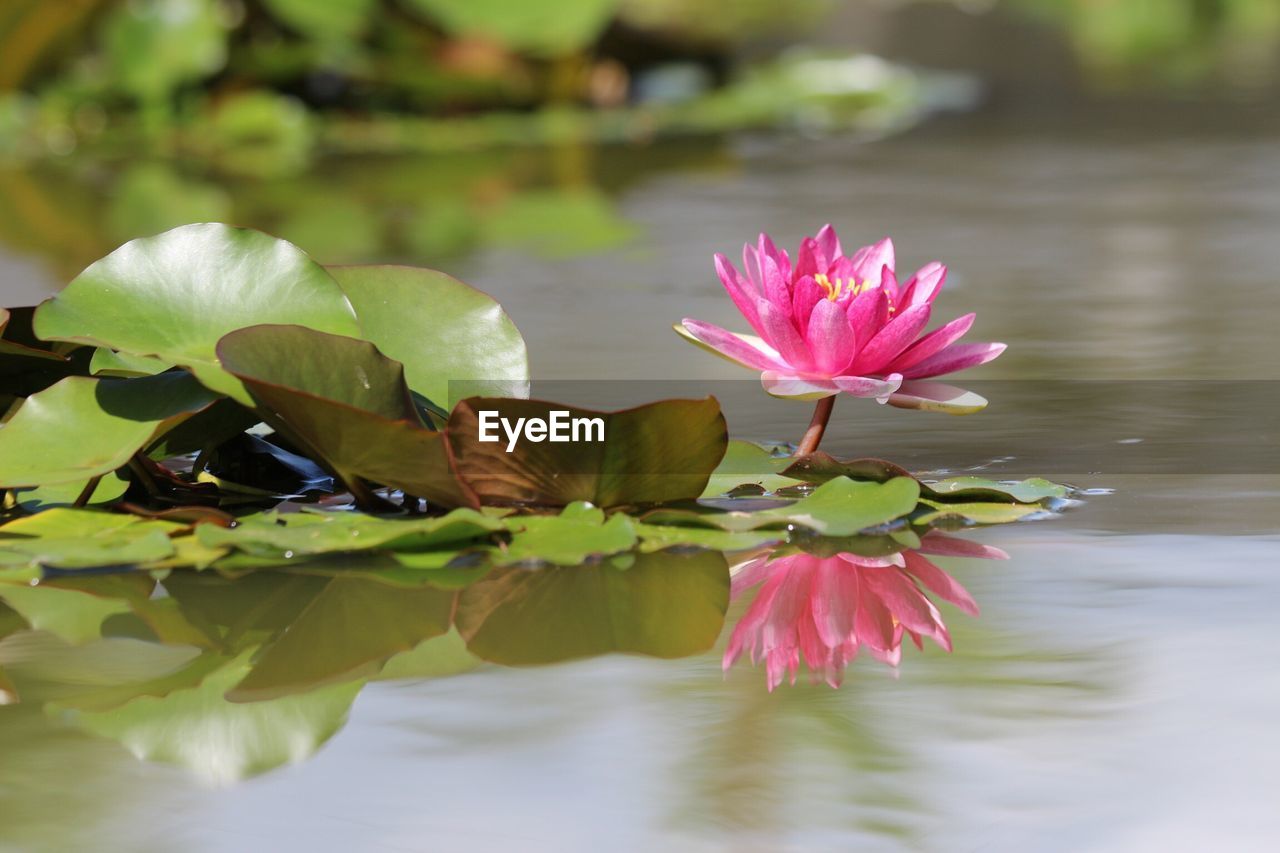 CLOSE-UP OF WATER LILY IN LAKE