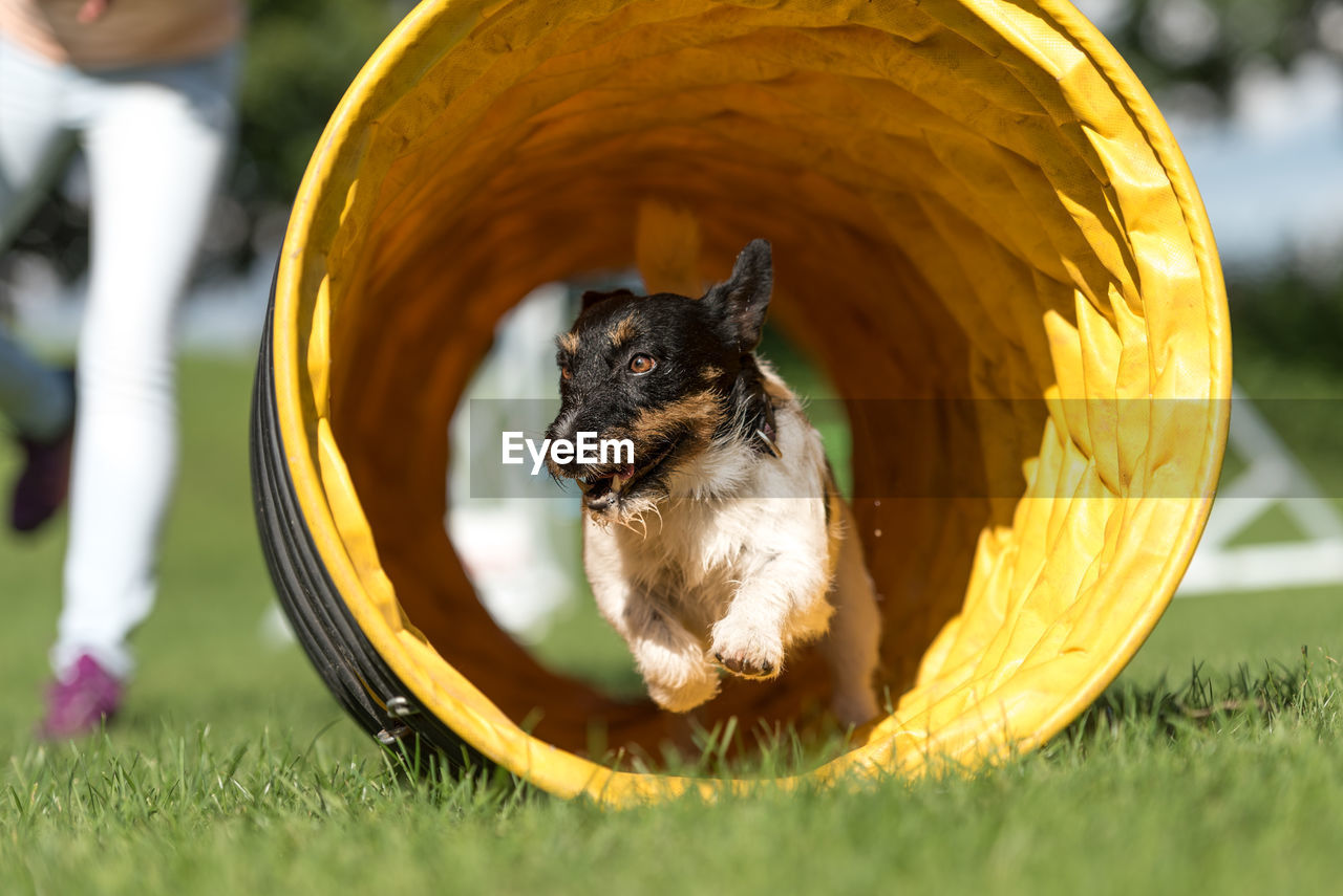 CLOSE UP OF A DOG