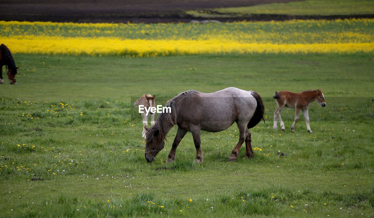 horse grazing in field