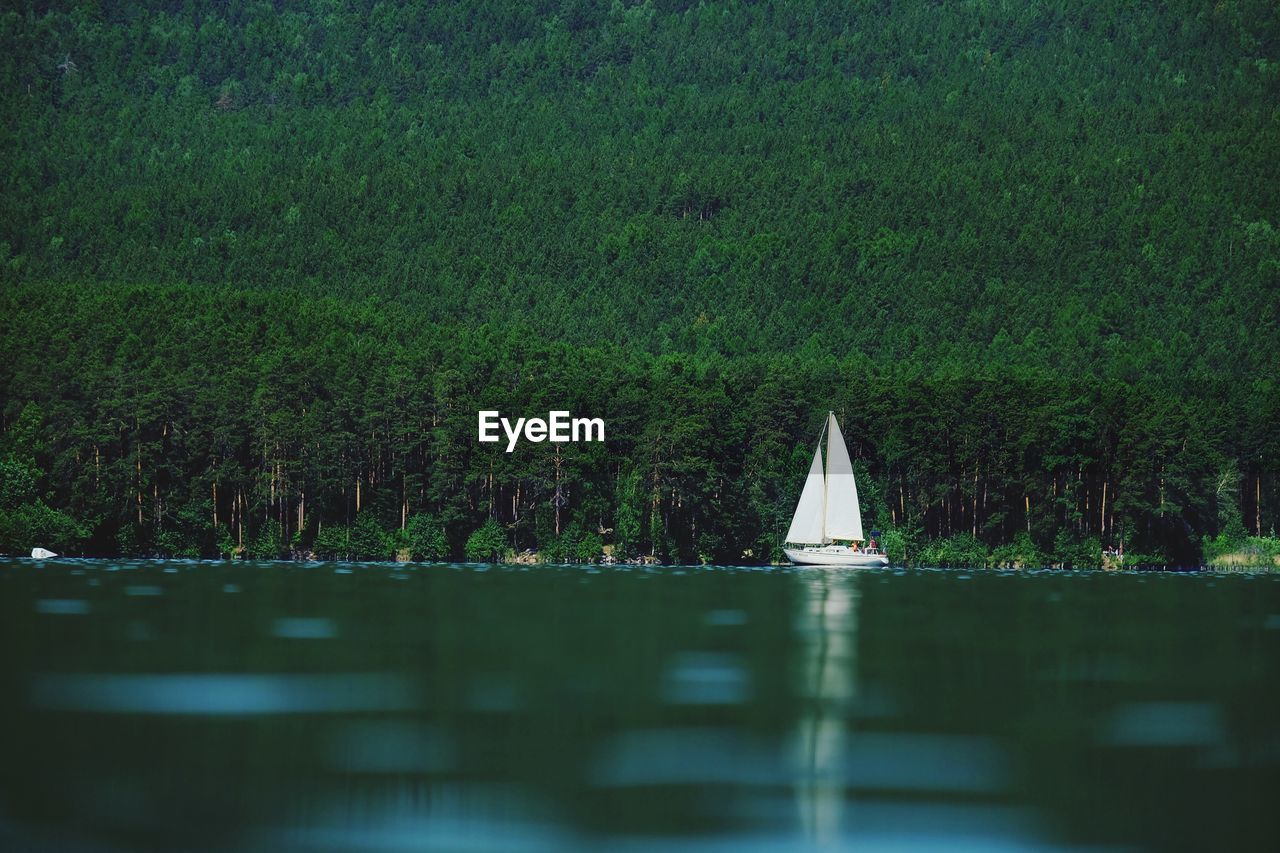 Scenic lake view with pine trees and a yacht