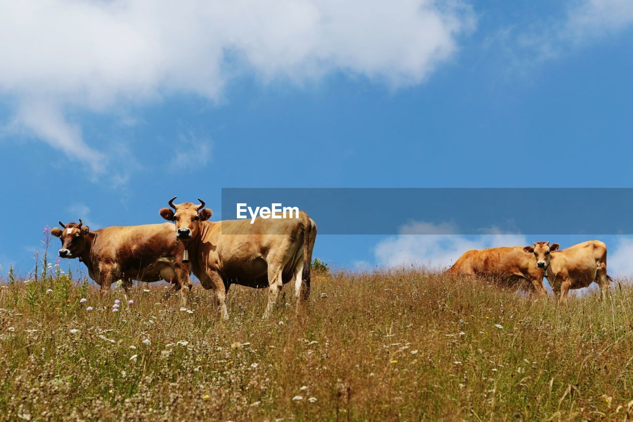 Cows on field against sky