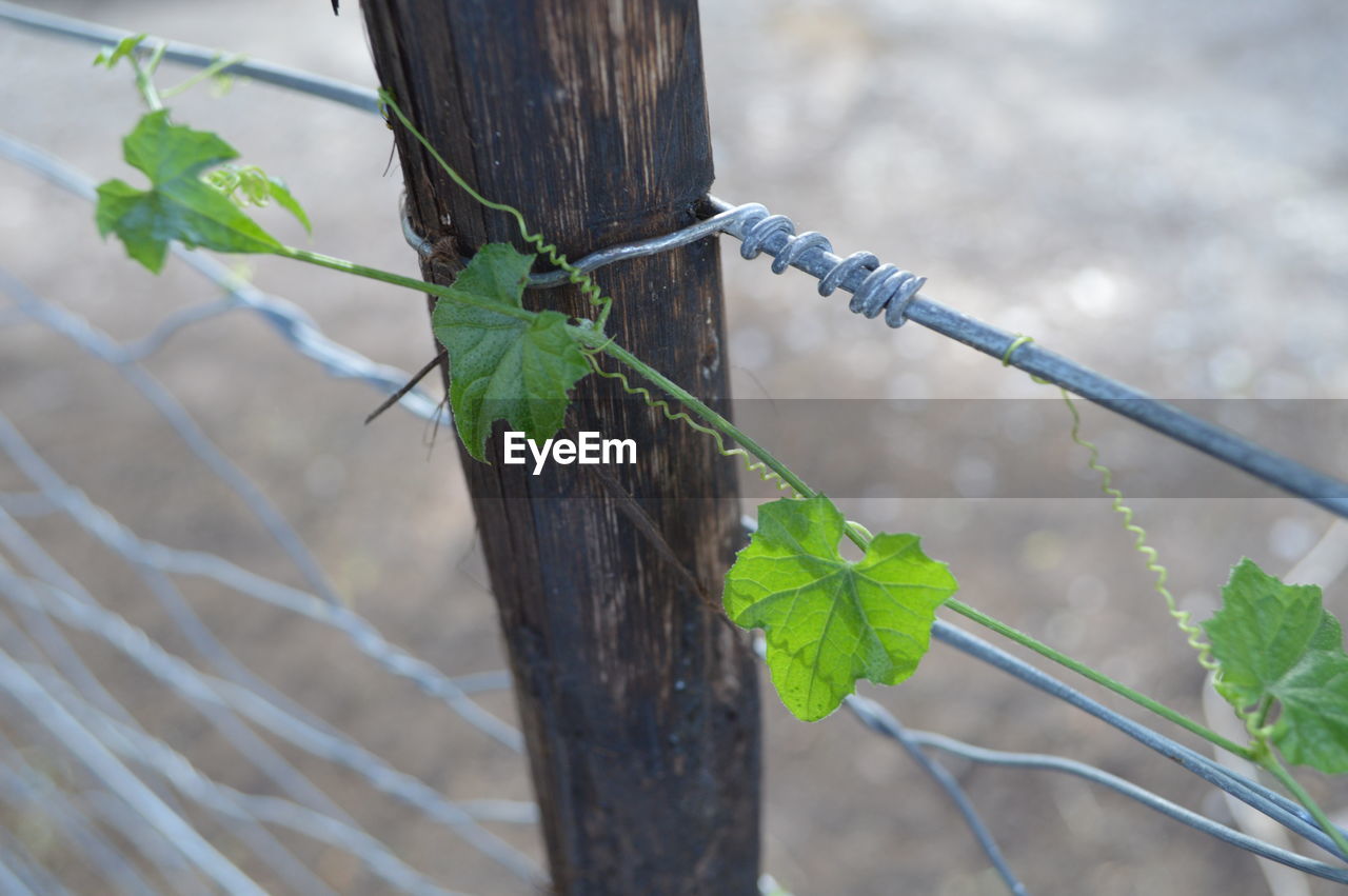 Close-up of ivy growing on fence