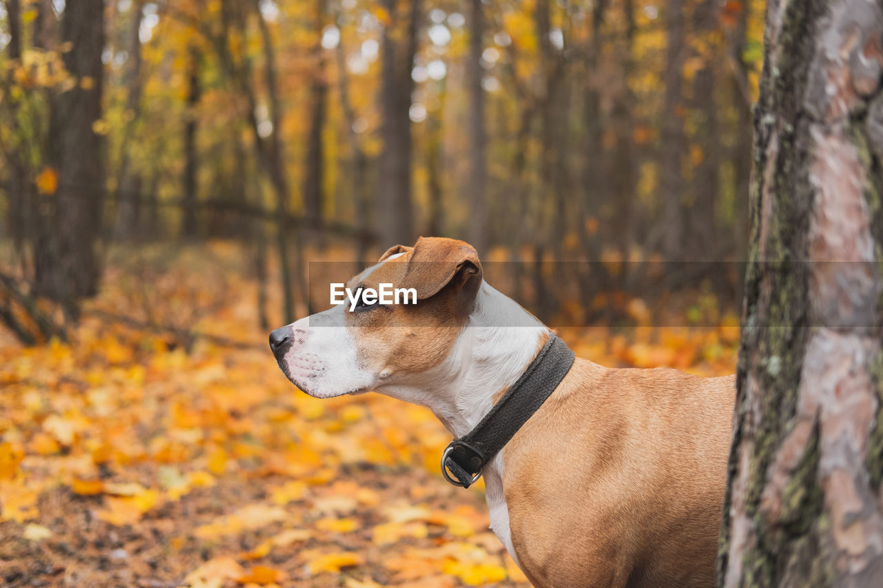 Dog looking away while standing against trees in forest