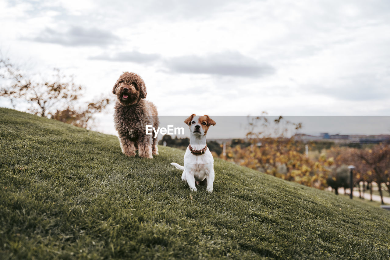 VIEW OF DOGS ON FIELD