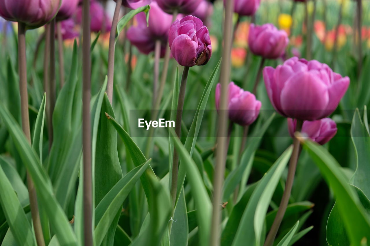 CLOSE-UP OF PURPLE FLOWERS