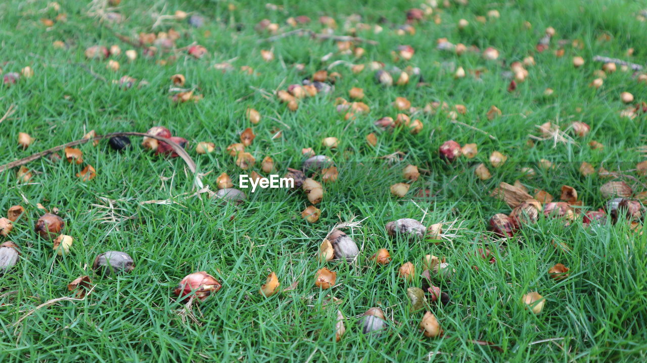 CLOSE-UP OF PLANTS GROWING ON FIELD