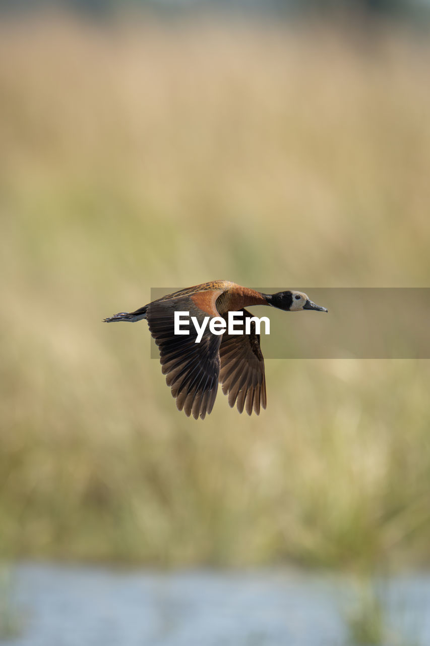 close-up of bird flying over field