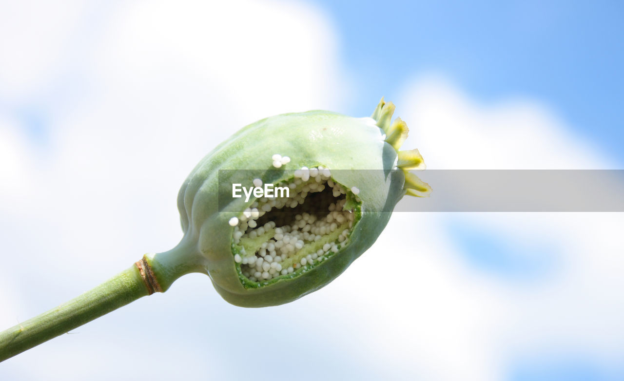 CLOSE-UP OF GREEN FLOWER BUD