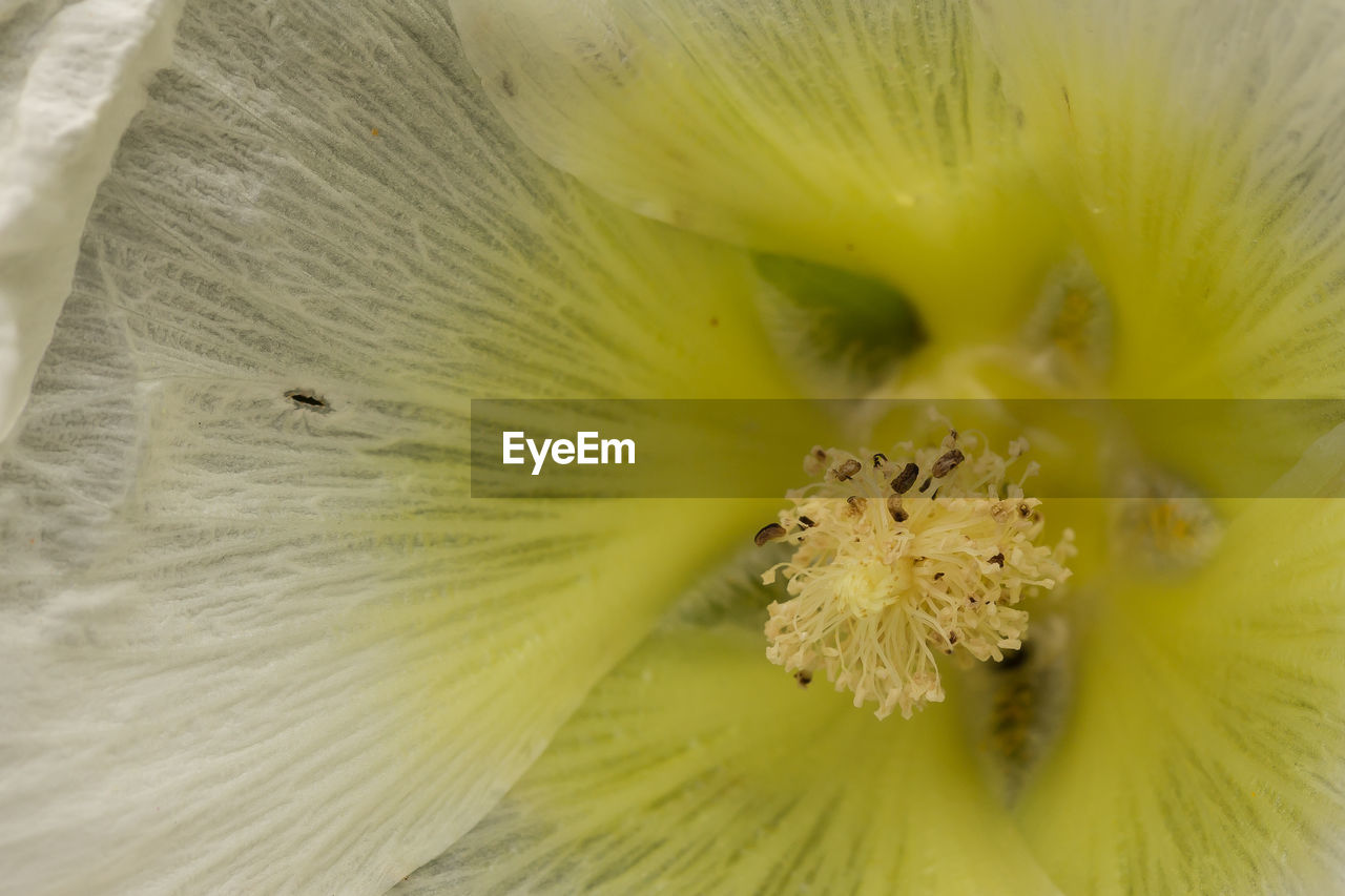 Close-up of yellow flower