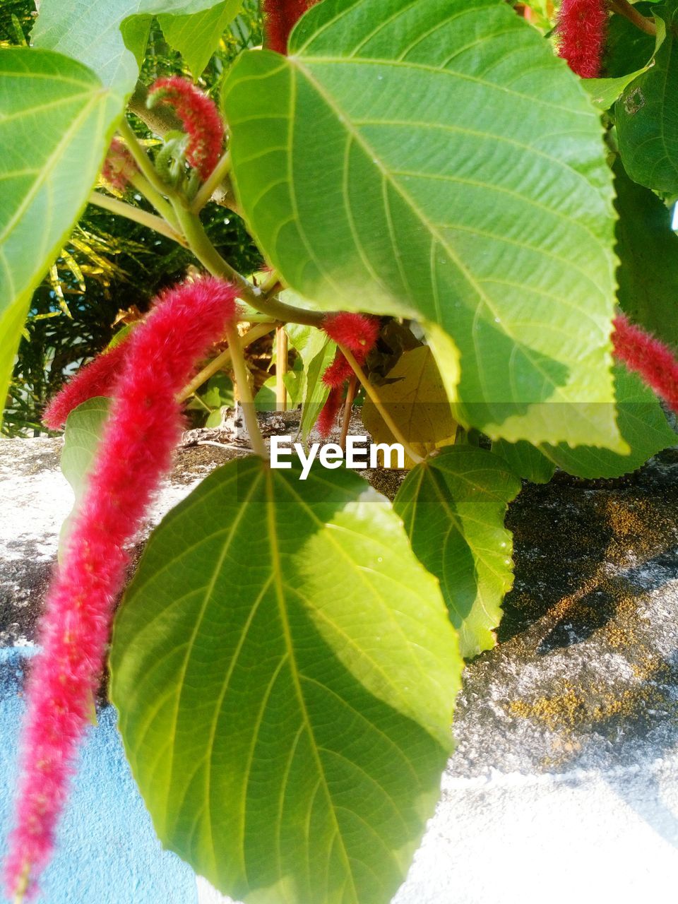 CLOSE-UP OF FRESH GREEN PLANT