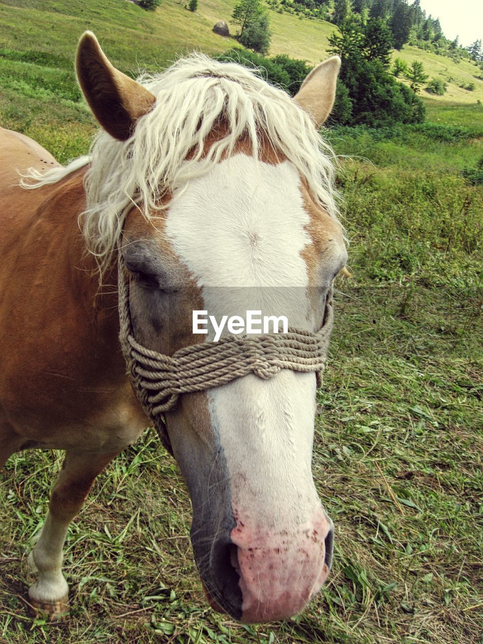 Close-up of horse standing on field