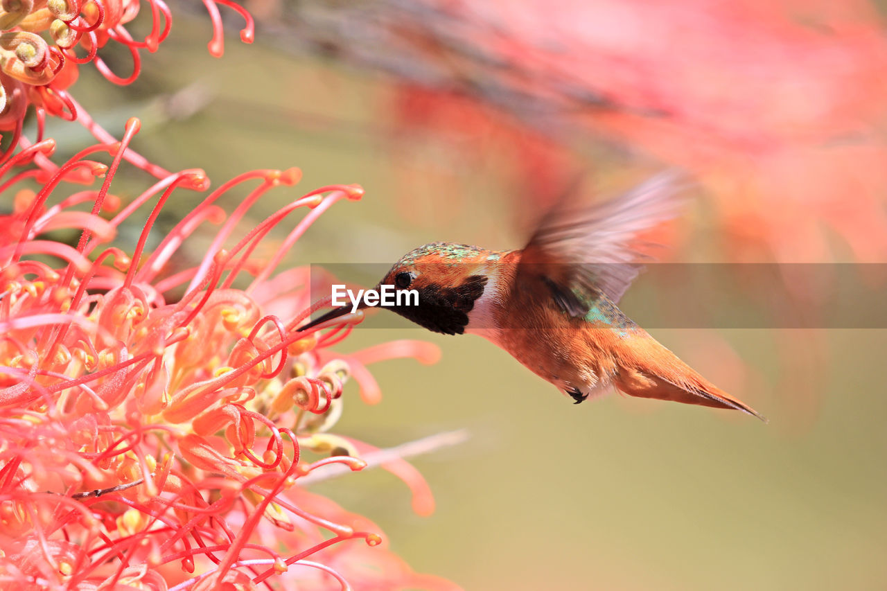 bird, animal themes, animal, animal wildlife, hummingbird, flying, wildlife, beauty in nature, one animal, nature, flower, motion, mid-air, no people, plant, hovering, red, spread wings, macro photography, outdoors, animal body part, multi colored, tree, environment