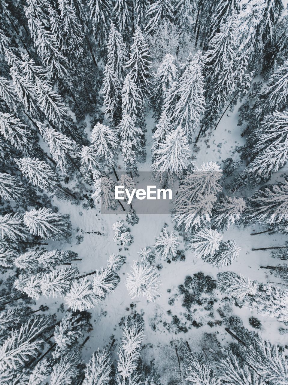 Full frame shot of snow covered trees