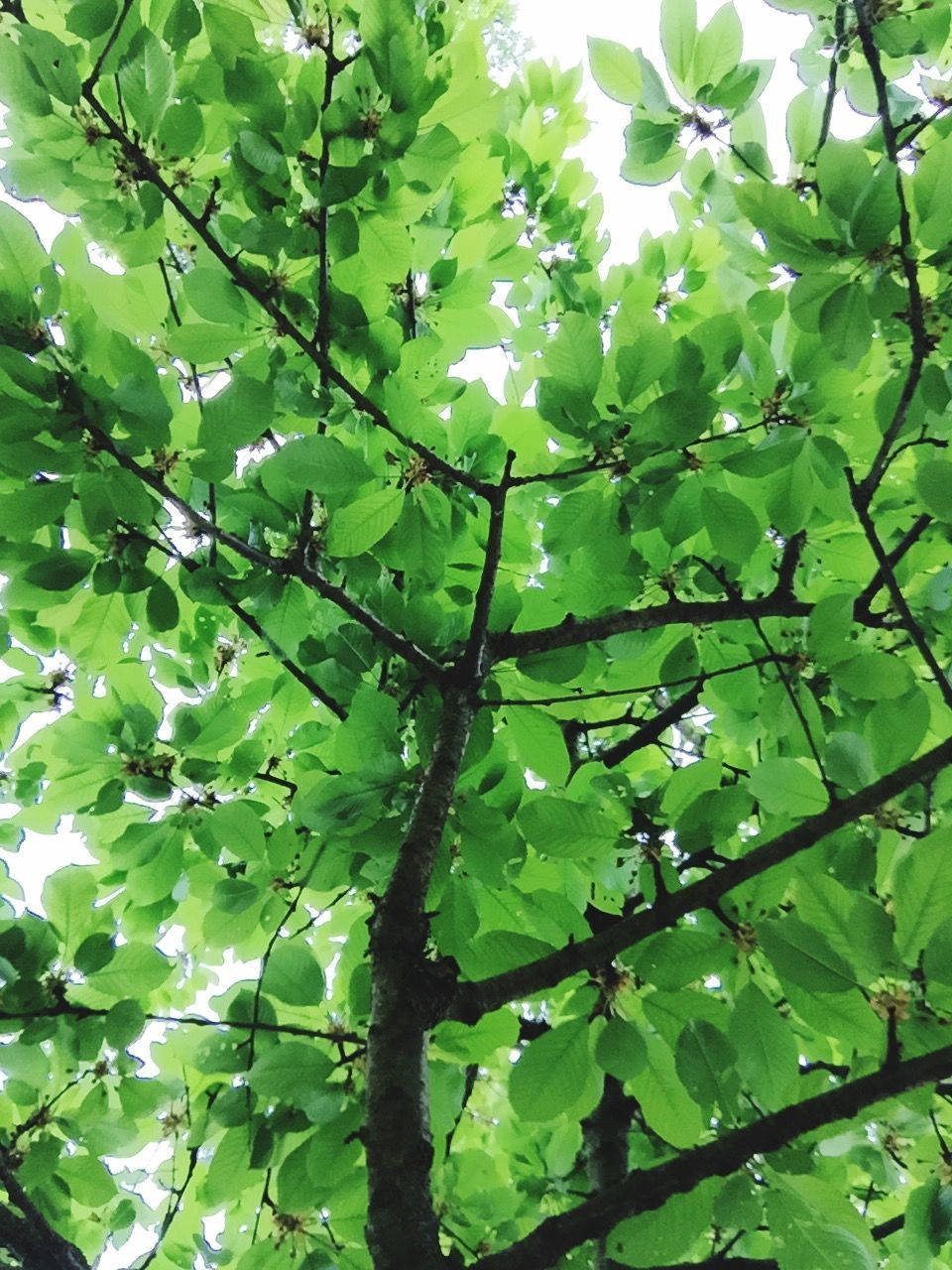 Tree covered in fresh spring foliage