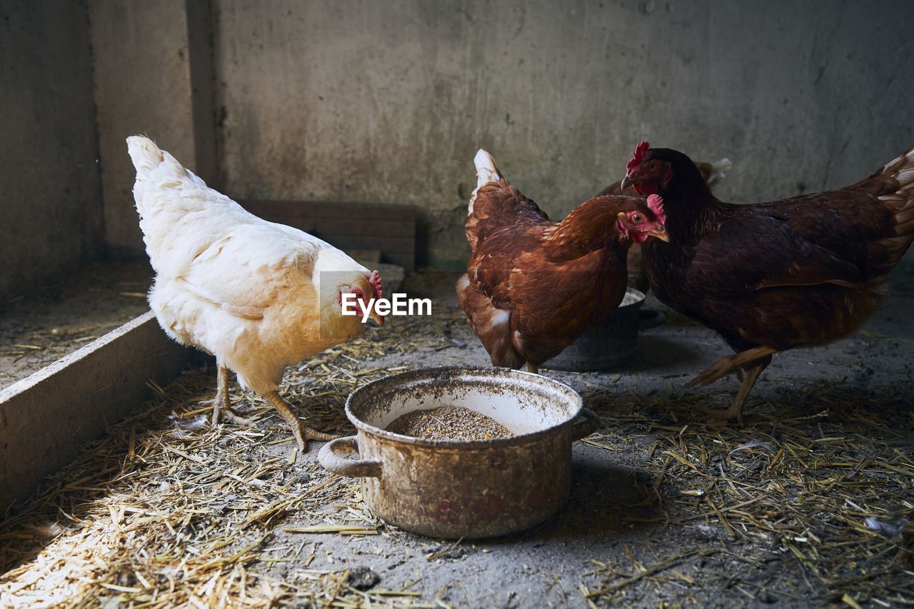 Hens in barn