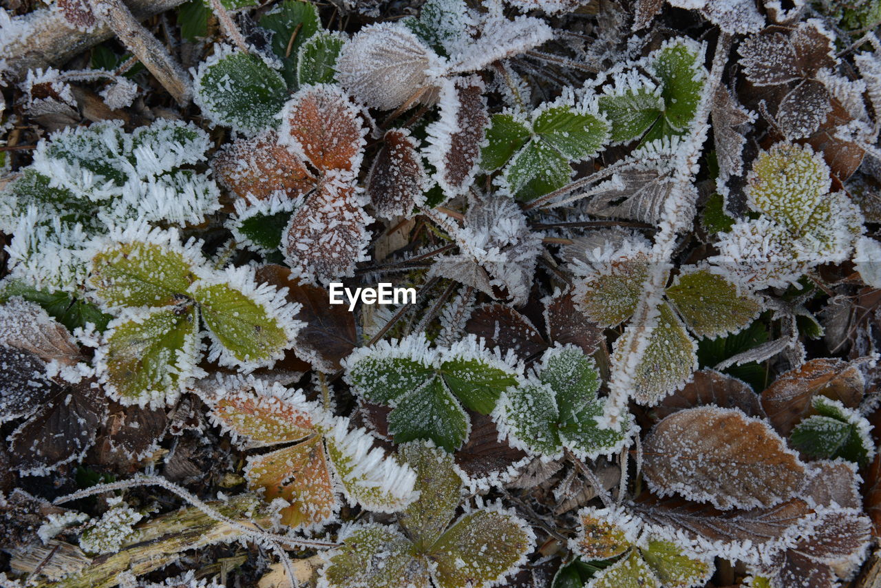 Full frame shot of frozen leaves during winter