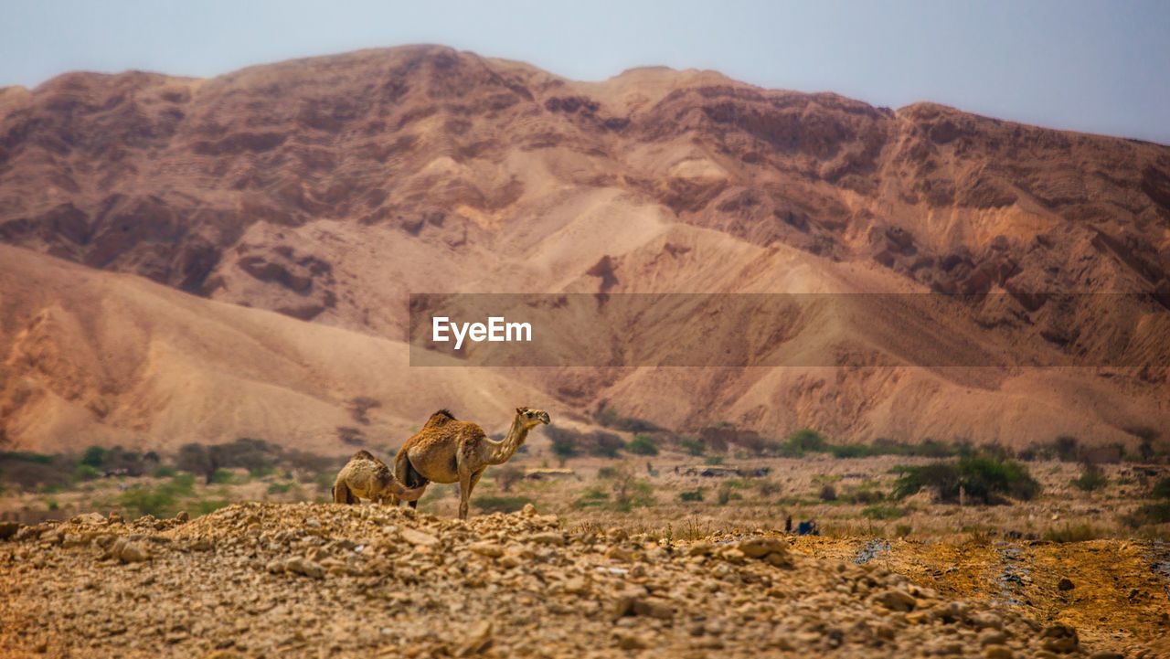 Camels in desert