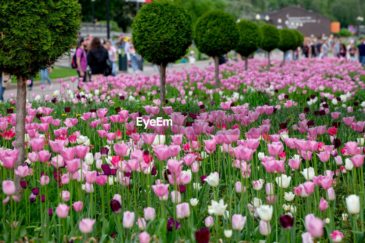 Close-up of pink flowering plants in park