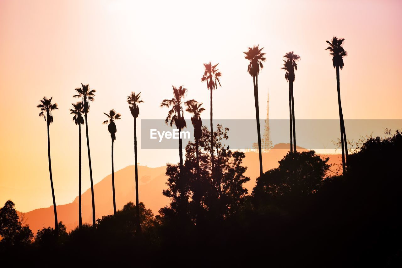 sunset, sky, silhouette, tree, plant, nature, palm tree, tropical climate, beauty in nature, dusk, no people, tranquility, scenics - nature, evening, land, orange color, outdoors, tranquil scene, travel destinations, environment, horizon, sun, sunlight, twilight, landscape, growth, idyllic, back lit, copy space, travel