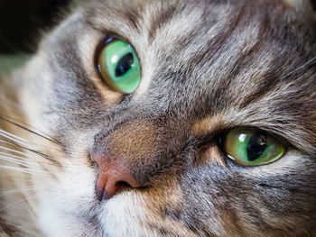 Close-up portrait of a cat