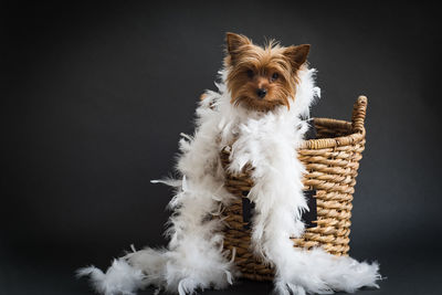 Portrait of yorkshire terrier wearing fake fur in basket against black background