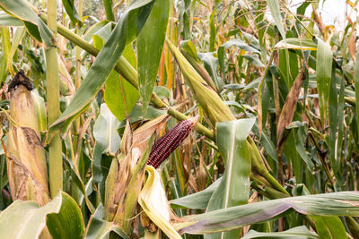 Close-up of wheat growing on field