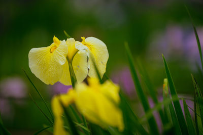 Close-up of flower