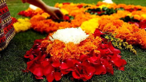 Close-up of flowers against blurred background