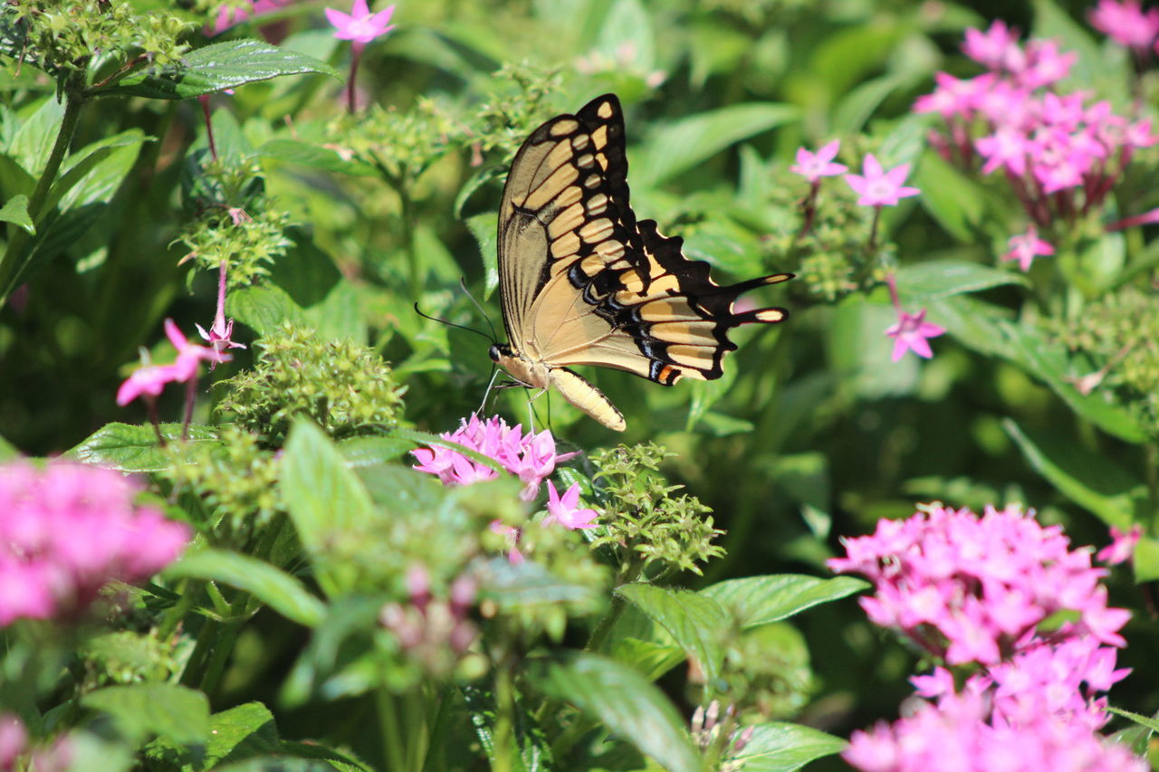 Yellowand blackbutterfly