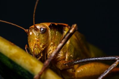 Close-up of insect over black background