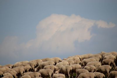 Scenic view of sheep against sky