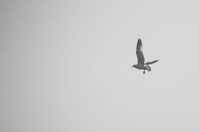 Low angle view of bird flying against clear sky