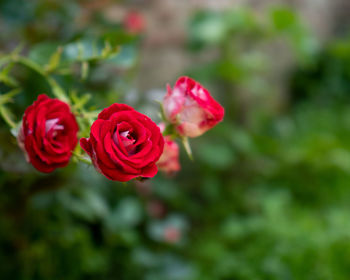 Close-up of red rose