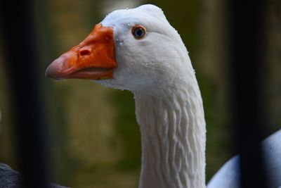 Close-up of goose