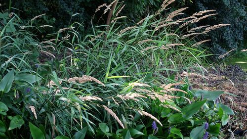 High angle view of plants growing on field