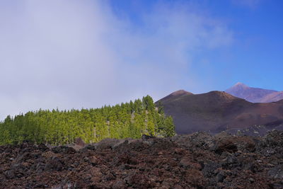 Plants growing on land against sky