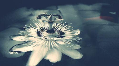 Close-up of white flowers