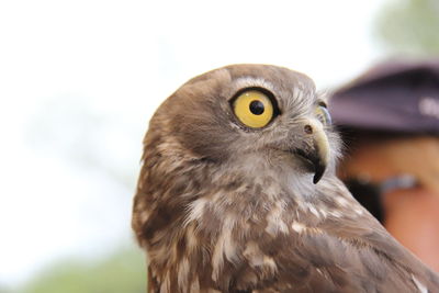 Close-up of owl